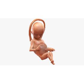 3D Second Trimester Human Fetus 16 Weeks
